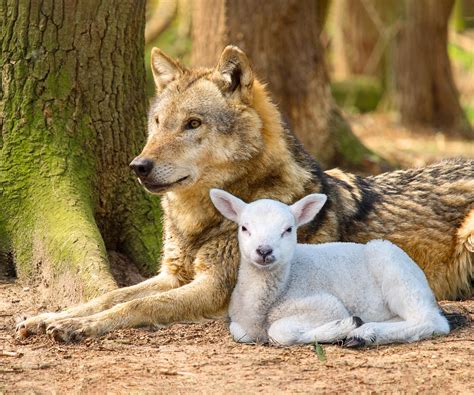 Wolves & Lambs .